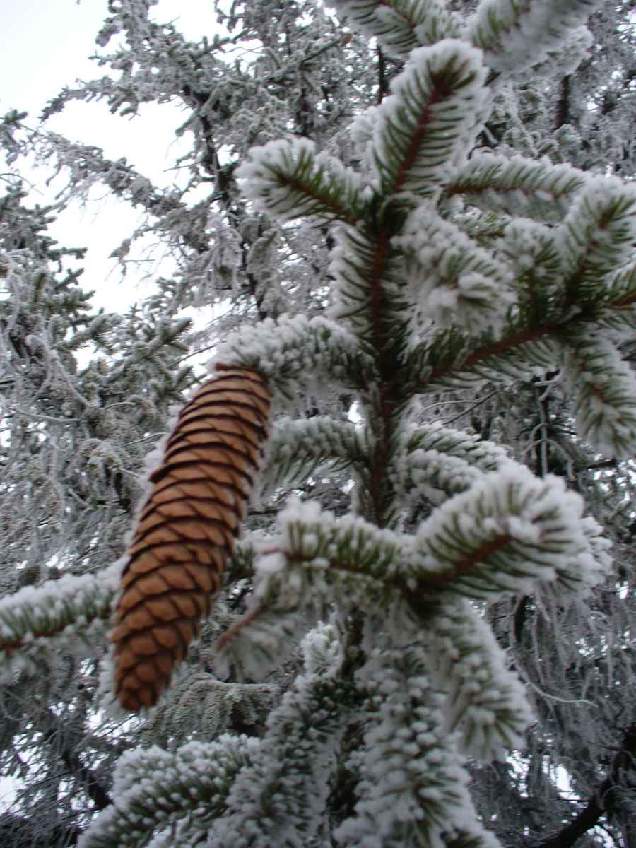 pine cone by Susan Fluegel
